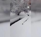 İmamın seslendiği kedilerin karda sıralı şekilde y&uuml;r&uuml;mesi g&ouml;r&uuml;nt&uuml;lendi