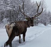 Kocaeli'de kameraya yansıyan kızılgeyik, g&ouml;r&uuml;nt&uuml;s&uuml;yle mest etti