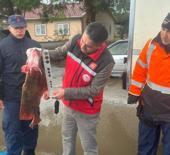 Kocaeli'de yakaladığı 500 kalkan balığının sevinci kursağında kaldı