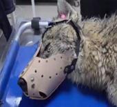 Yaralı kurt tedavi altına alındı