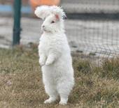 Nesli t&uuml;kenmişti: G&ouml;ren g&ouml;zlerine inanamıyor! Koyun değil tavşan