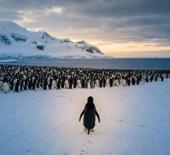 Buzulların ortasında tek başına: Nihilist Penguen'in sakladığı o sarsıcı mesaj ne?