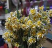 '&Ccedil;i&ccedil;eklerin annesi' nergis b&uuml;y&uuml;k ilgi g&ouml;r&uuml;yor