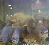 Diyarbakır&rsquo;da ilgin&ccedil; olay: Piranalarını 12 yıldır kelle pa&ccedil;a ile besliyor