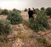 İsrail, Batı Şeria'da bir haftada 526 hayvanı &ccedil;aldı, 824 ağacı s&ouml;kt&uuml;