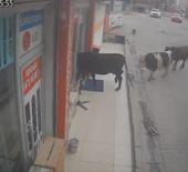 Batman'da sahibinden ka&ccedil;an ineklerin bir iş yerine girdiği anlar kamerada