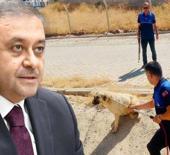 Vali resmen duyurdu! Bir b&uuml;y&uuml;kşehrimizde tek bir sokak k&ouml;peği dahi kalmadı