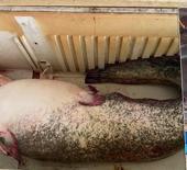 98 kilogram ağırlığında: Dev yayın balığı tezgahta ilgi odağı oldu