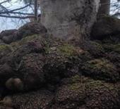 Trabzon'da avcılar tesad&uuml;fen buldu! Altın değerinde