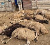Tunceli'de kurt dehşeti! 64 koyun telef oldu