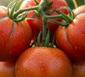 Trilyon dolarları y&ouml;netiyordu şimdi domates ekiyor: Efsane y&ouml;netici tarlaya indi