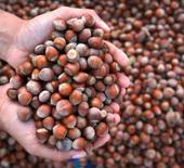 Karadeniz fındığı d&uuml;nyayı sarıyor: 87 &uuml;lkeye 389 milyon dolarlık dev ihracat