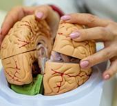 Yaşlanmanızı 5 yıl geciktiriyor! Bunama riskini %40'a kadar azaltıyor