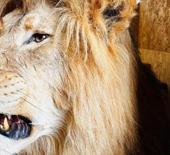 Trabzon Limanı'nda  ele ge&ccedil;irildi: Tam 19 tane 