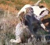 Malatya'da nefes kesen anlar: Vaşak ile k&ouml;peğin kavgasını vatandaşlar ayırdı