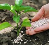 G&uuml;bre krizi, k&uuml;resel gıda &uuml;retimini tehdit ediyor