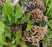 Yağmur yağdı servet fışkırdı! "Doğanın eti" bin liradan kapışılıyor