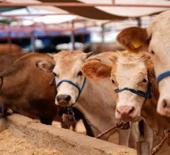 2026 KURBANLIK FİYATLARI: K&uuml;&ccedil;&uuml;kbaş ve b&uuml;y&uuml;kbaş ne kadar?