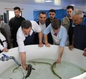 "Siyah İnci" Karadeniz'e salınıyor! Kilosu 90 bin lira: Sayı 30 bini aştı