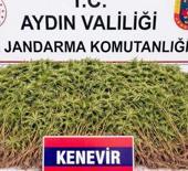 Nazilli&rsquo;de zeytin bah&ccedil;esine uyuşturucu baskını: 208 k&ouml;k kenevir ele ge&ccedil;irildi!