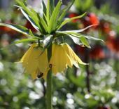 Cezayı duyan ger&ccedil;ekliğinden ş&uuml;phe ediyor! İşte g&ouml;r&uuml;nt&uuml;s&uuml;yle mest eden ters laleler 