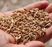 İklim değişikliğine karşı tarımda yerli ve ata tohumlar &ouml;ne &ccedil;ıkıyor