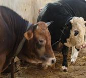 Kurbanlık alacaklar dikkat! 'Ucuz etin suyu kara olur' diyerek uyardı 