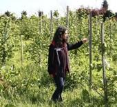 Orta ve Doğu Karadenizli &uuml;reticiler fındıkta iyi verim i&ccedil;in sahada