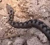 Bolu'da g&ouml;r&uuml;nt&uuml;lendi! T&uuml;rkiye'nin en zehirli t&uuml;rlerinden biri