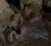 Van'da 2 kangal, ağıla giren kurdu telef etti  