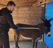 Sakarya'da cemaati &uuml;rk&uuml;ten eşek mahalleliye bela oldu