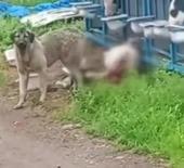 Başıboş k&ouml;pekler &uuml;reticinin yetiştirdiği buzağıyı telef etti