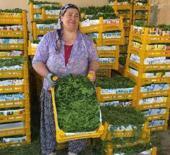 Meyvesi de para yaprağı da: "Yeşil altın" hasadı başladı!