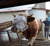 Kastamonu'dan İstanbul'a kurbanlık hayvan sevkiyatları başladı