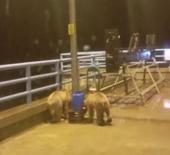 Barajda gece n&ouml;beti tutan g&uuml;venlik&ccedil;iye iki ayı yavrusu s&uuml;rprizi