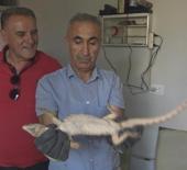 Şırnak&rsquo;ta odunlukta bulunan &ccedil;&ouml;l varanı, doğal yaşam alanına bırakıldı