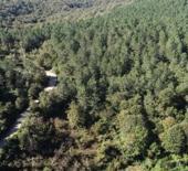 Trabzon listeye bile giremedi! T&uuml;rkiye'nin en yeşil ili belli oldu