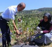 Hanımının ısrarıyla kolları sıvadı! Atıl arazide &uuml;retim yapıyorlar 
