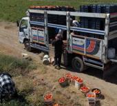 Bitlis'te domates bereketi! Hasat başladı! B&ouml;lgede zirveyi kimseye kaptırmadı!
