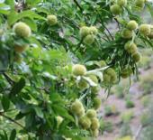 18 yıllık emeği meyvesini verdi! Kiraza alternatif olabilir!