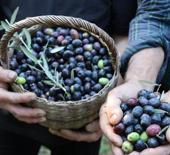 Artvin&rsquo;de cambazlık gerektiren hasat! 12 metrelik merdivenlerle topluyorlar!