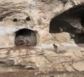 Tunceli İn Delikleri&rsquo;nde s&uuml;rpriz misafir: Merdivenleri tırmanıp odalara girdiler
