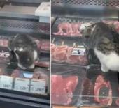 &Uuml;nl&uuml; markette tepki &ccedil;eken g&ouml;r&uuml;nt&uuml;! Sokak kedisi kasap reyonundaki etleri yedi
