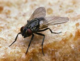 Kara sineklerde büyük tehlike! 200'den fazla mikrop barındırıyor