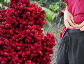 Bu tarif bayram kilolarına savaş a&ccedil;ıyor! 2 hafta i&ccedil;inde karın yağlarını yok ediyor