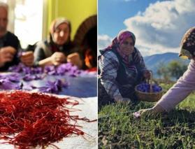 Safranbolu’da 600 bin TL’lik safran hasadı başladı! Safranın faydaları saymakla bitmiyor