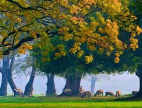 Efteni Kuş Cenneti sisli sonbahar melodisine büründü!