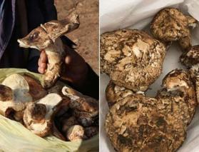 Japonya’nın şifa deposu sedir mantarı! Faydaları saymakla bitmiyor