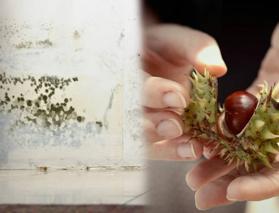 Nem ve rutubet problemine kesin çözüm! 1 adet kestane koyarsanız...