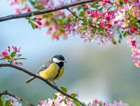 Baharın habercisi! İlk cemre ne zaman d&uuml;şecek?